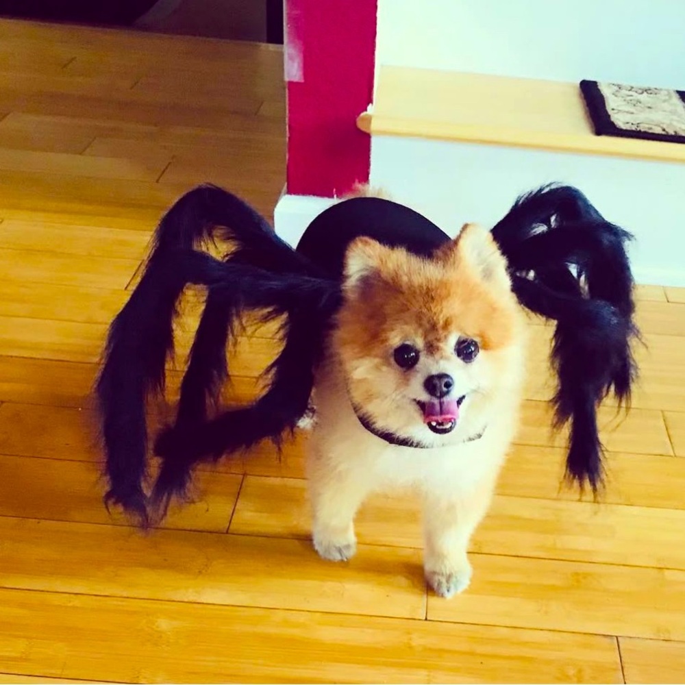 Dog Spider Costume OS